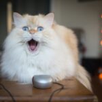 dzień blogów
