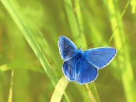 niebieski motyl - symbol osób Głuchych