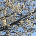 Drzewo z białymi kwiatami, w tle niebo