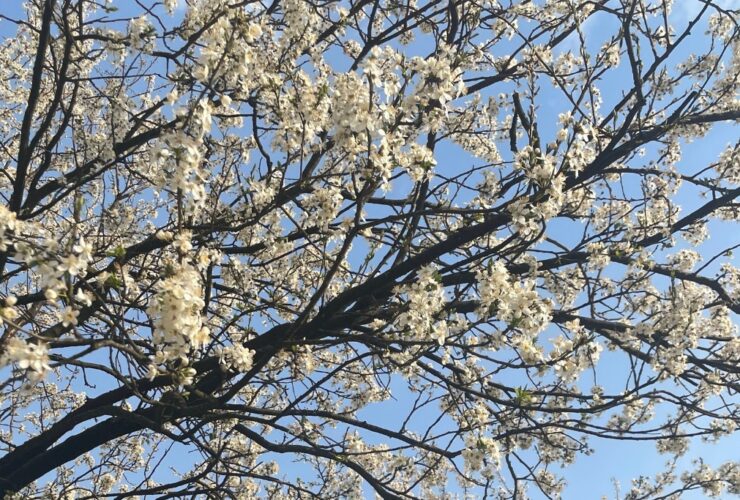 Drzewo z białymi kwiatami, w tle niebo