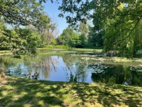 Park Oliwski w Gdańsku, drzewa i staw