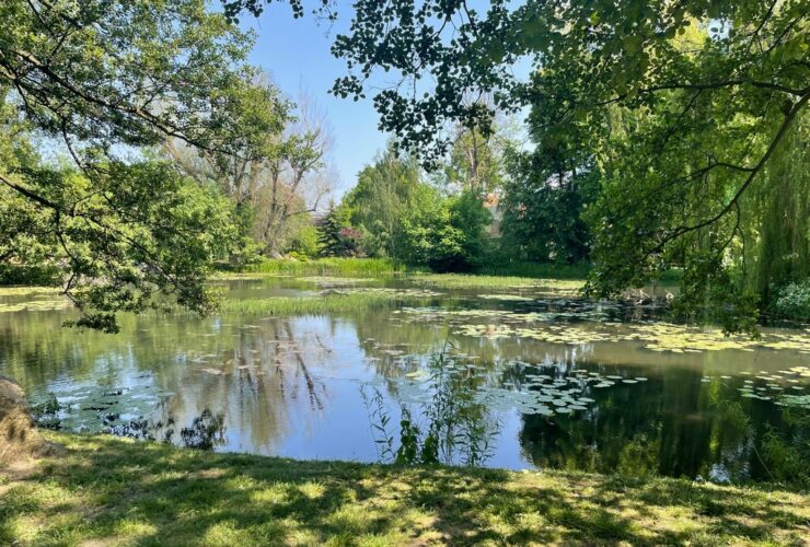 Park Oliwski w Gdańsku, drzewa i staw